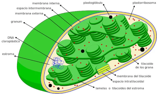 cómo estudiar un gráfico estructura de un cloroplasto