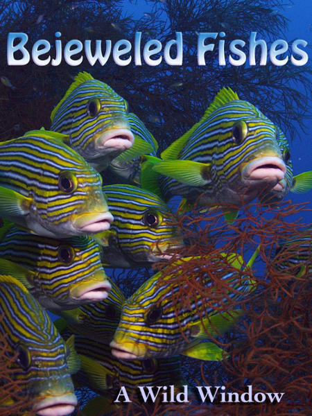 bejeweled fishes