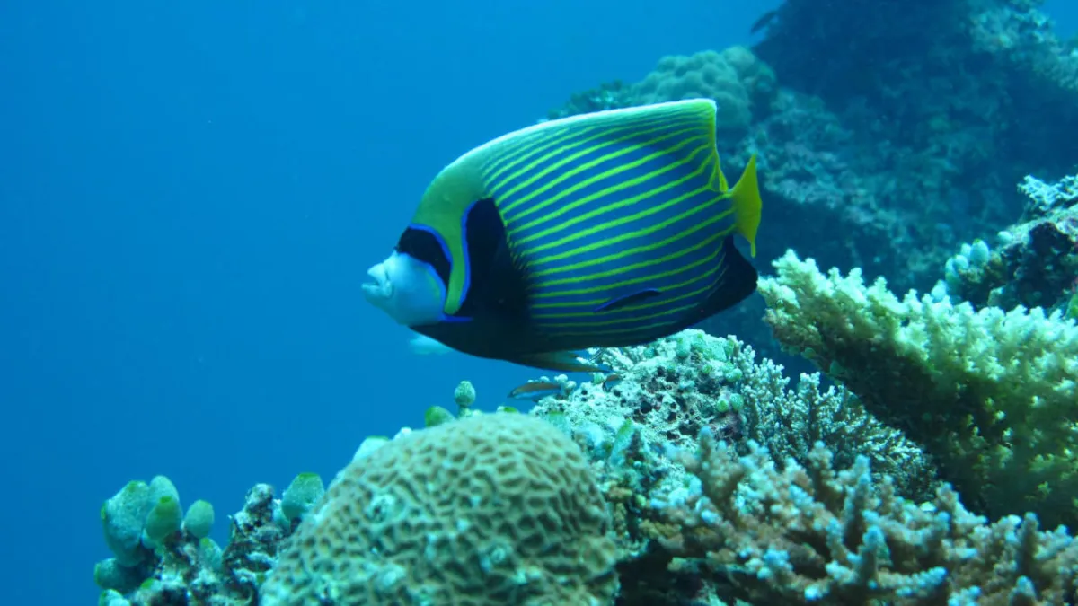 vida submarina